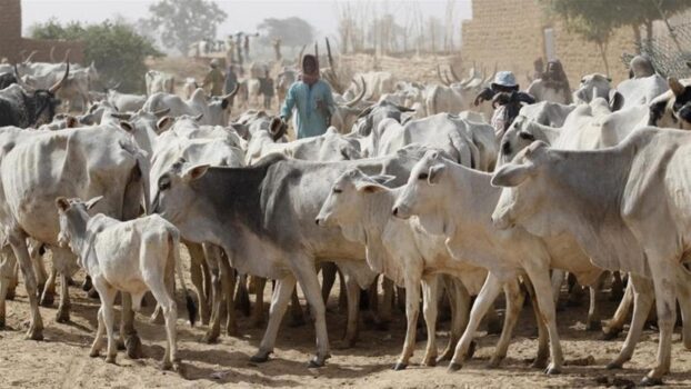 FG should hands off herders crisis- Senate Leader
